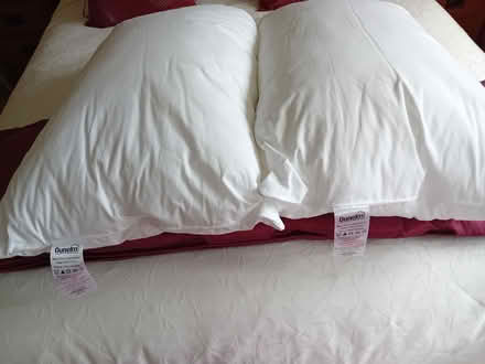 Photo of free Dunelm pillows as new x 2 (Bilton HG1) #2