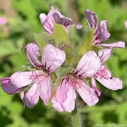 Photo of Scented Pelargonium Cuttings (France Lynch, Chalford Hill) #1