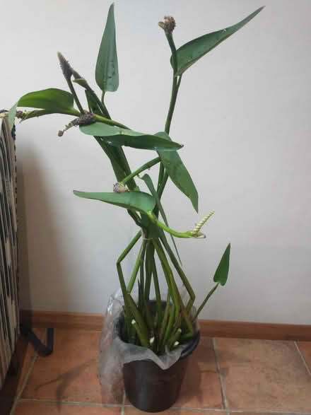 Photo of free Pond plant - Pontederia cordata (Fleetville) #1