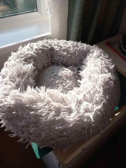 Photo of free Small cat dounut bed (Totnes) #1