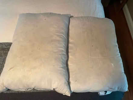 Photo of free 2 down bed pillows (Friendship Heights) #1