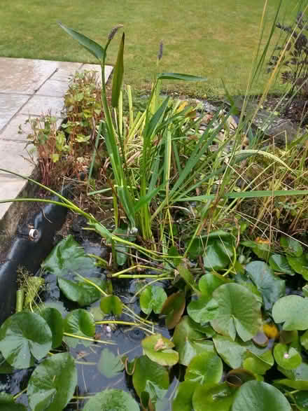 Photo of free Pond plant - Pontederia cordata (Fleetville) #2
