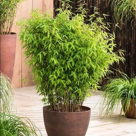 Photo of bamboo plant (clumping) (Kennington OX14) #1
