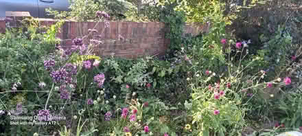 Photo of free Various young perennial plants (Woodley RG5) #1