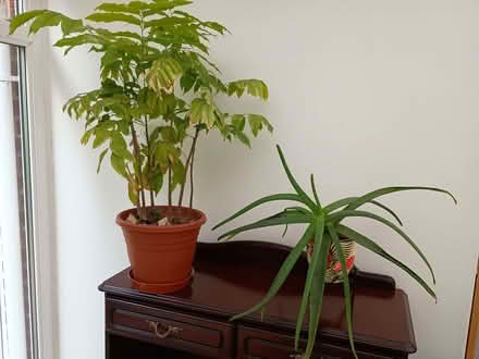 Photo of free Houseplants (Clayton Green PR5) #1
