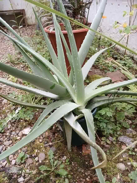 Photo of free Medium aloe vera plant (BN1) #1