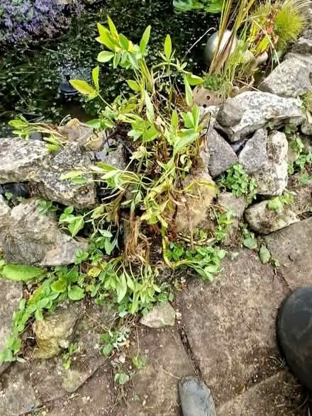 Photo of free Bog Bean (Upper Weston) #1