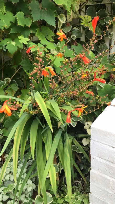 Photo of free 2 Crocosmia one orange one red (Reading West RG1) #1