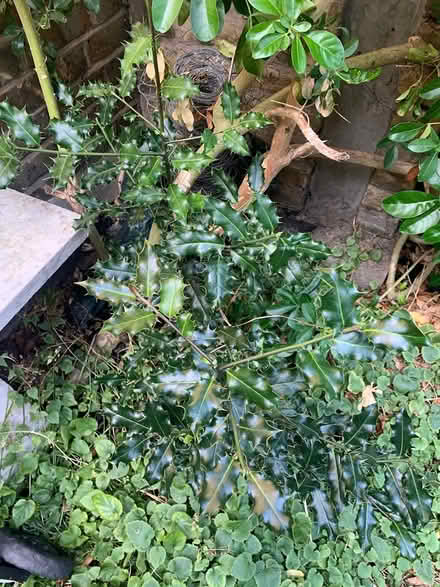 Photo of free Small Holly trees (SE10) #1