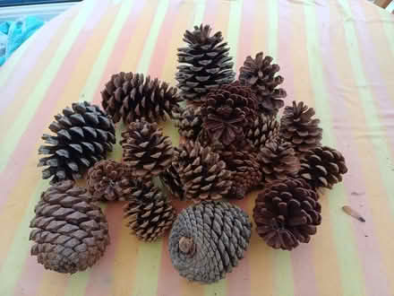 Photo of free Fir Cones (Pensby CH60) #1