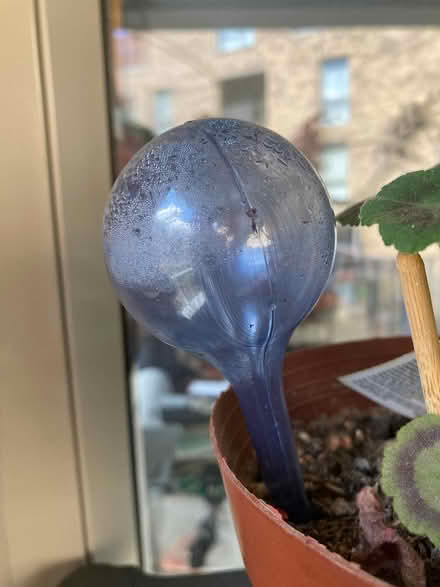 Photo of free Plant watering bulbs (NW7 1uf) #1