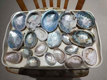 Photo of free Decorative Paua shells (Arnside LA5) #1