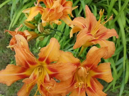 Photo of free Tiger Lilly roots and bulbils (Britannia & Winston Churchill) #1
