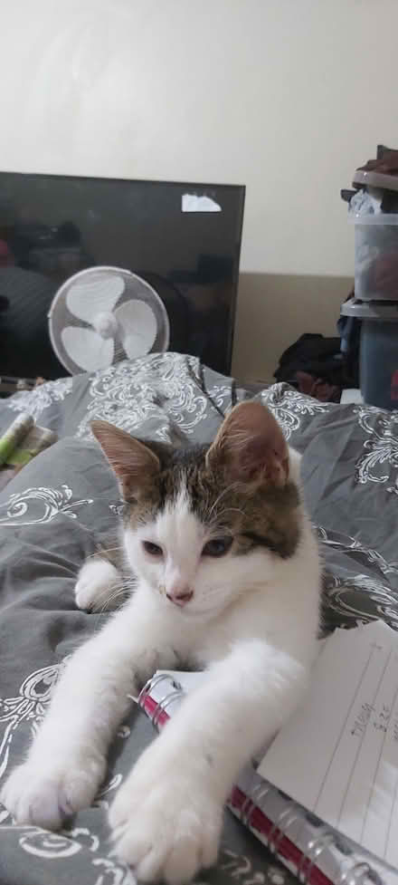 Photo of Hi is anyone gifting cat litter tray (Meole Brace SY3) #1