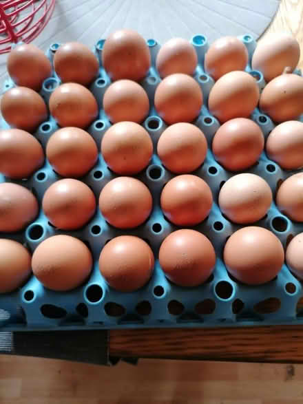 Photo of free Surplus fresh eggs from garden hens (Great Sutton CH66) #1