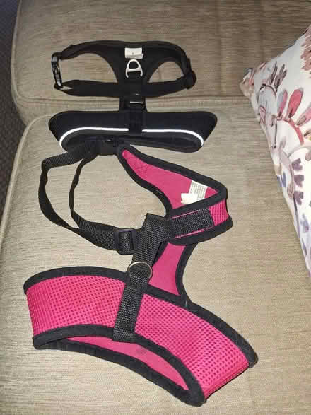 Photo of free Small Dog Harness (Near Bolingbrook High School) #1