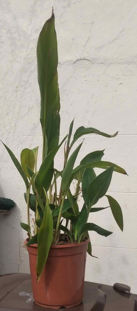 Photo of free Canna Lily (Fairview) #1
