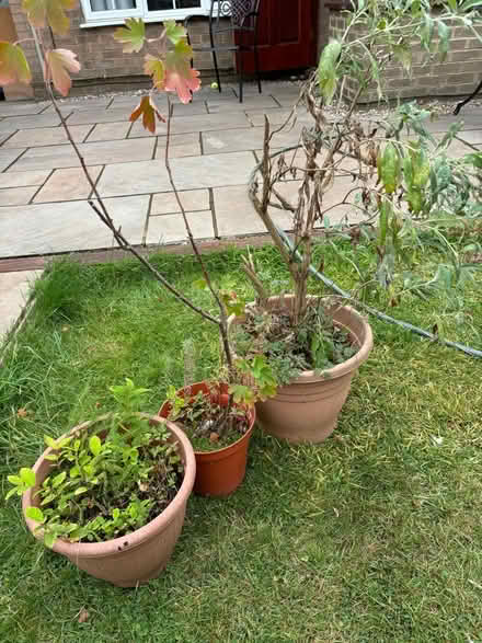 Photo of free plants with pots (NN3 Meadowfields) #1