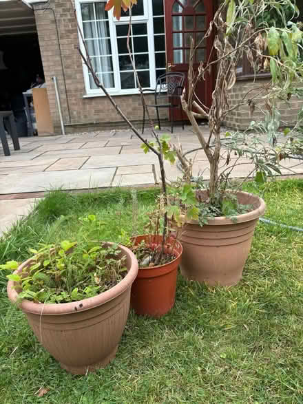 Photo of free plants with pots (NN3 Meadowfields) #2