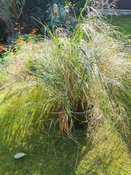 Photo of free Ornamental Grass (Dronfield Woodhouse S18) #1