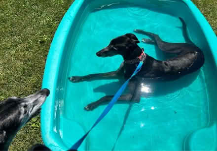 Photo of Large plastic pool (Havertown) #1