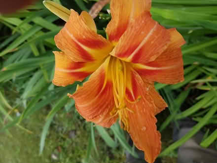 Photo of free Tiger Lilly roots and bulbils (Britannia & Winston Churchill) #2