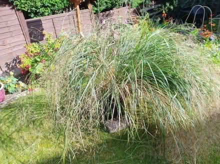 Photo of free Ornamental Grass (Dronfield Woodhouse S18) #2