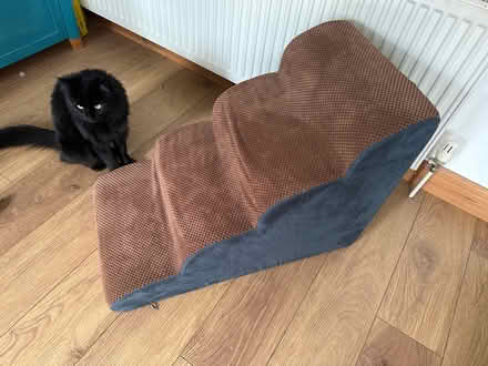 Photo of free Dog “stairs” (LU2 Round Green) #1