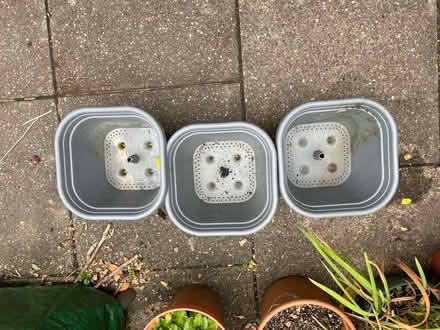 Photo of free 3 x tomato planters (Halesowen B63) #2