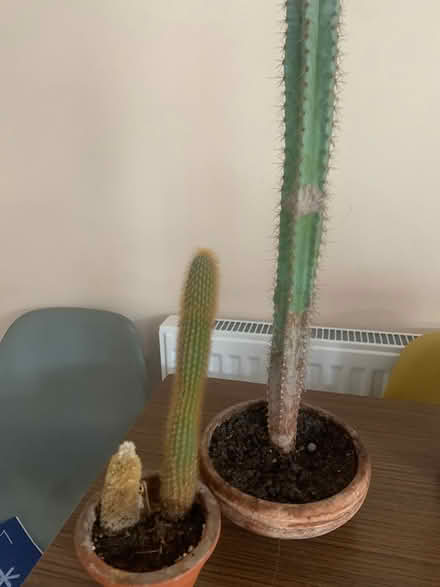 Photo of free Two cacti (SG5) #1