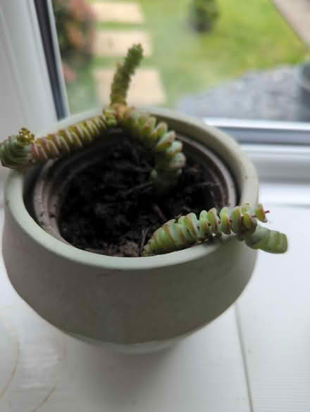Photo of free Indoor succulent (Sheffield intake) #1