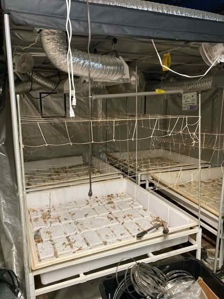 Photo of free Grow Tents 10 x 10ft & 5 x 8ft (Lafayette) #3