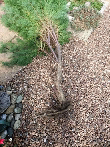 Photo of free Tamarix tree (Yelland EX31) #1