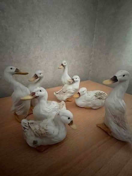 Photo of free Set of ducks (Stone Cross BN23) #1
