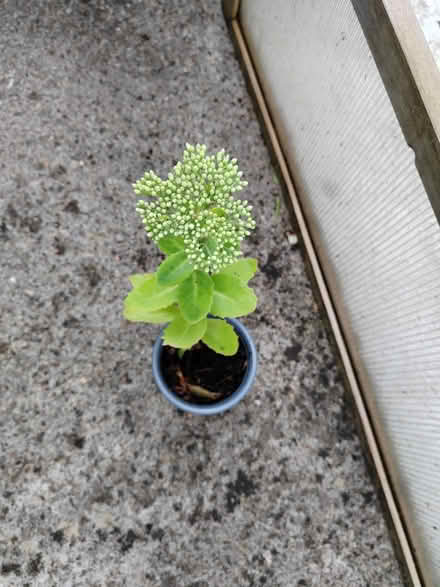 Photo of free Sedum plant (Risinghurst OX3) #1