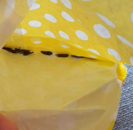 Photo of free Flower seeds - Dahlia and Convolvulus (South End MK42) #2