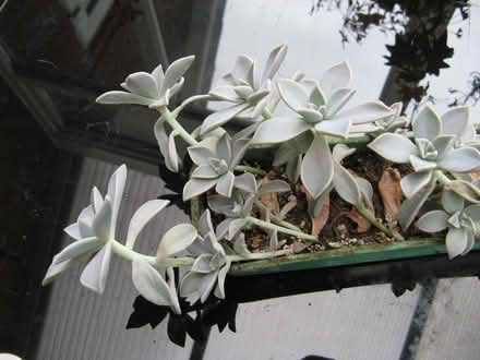 Photo of free Houseplants (Quinton B68) #4