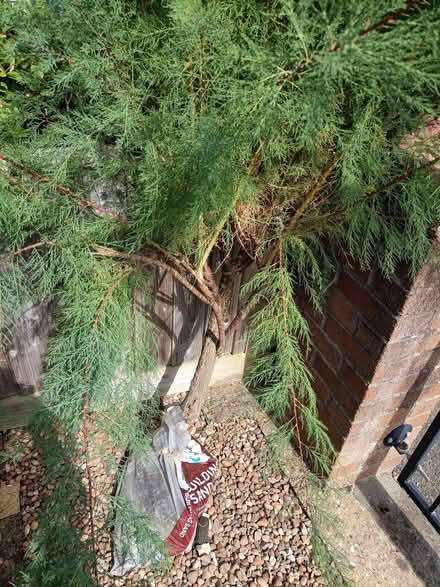Photo of free Tamarix tree (Yelland EX31) #2