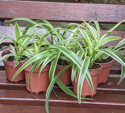 Photo of free Spider Plants (Ainsdale (PR8)) #1