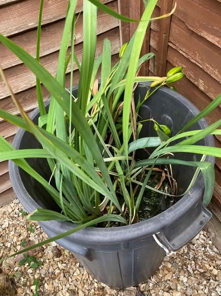 Photo of free Pond weed (Dawlish warren) #2