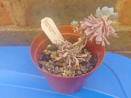 Photo of free House plant/succulent (Knaphill GU21) #1