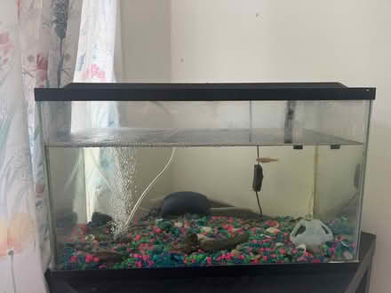 Photo of free Fish tank with a small fish (Burlington) #1
