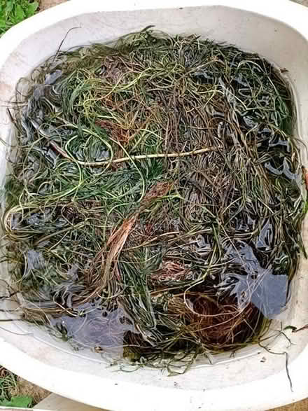Photo of free Water crowfoot Ranunculus Aquitalid (Little Stoke ST15) #1