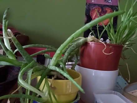 Photo of free Alie Vera plants (Willington MK44) #1