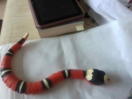 Photo of free Snake cat toy (Hatch Warren RG22) #1