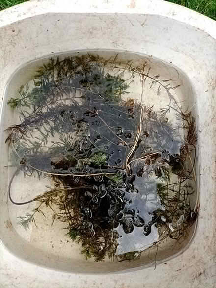 Photo of free Water violet (Little Stoke ST15) #1
