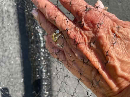 Photo of free Deer netting (Orinda) #1