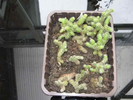 Photo of free Houseplants (Quinton B68) #3