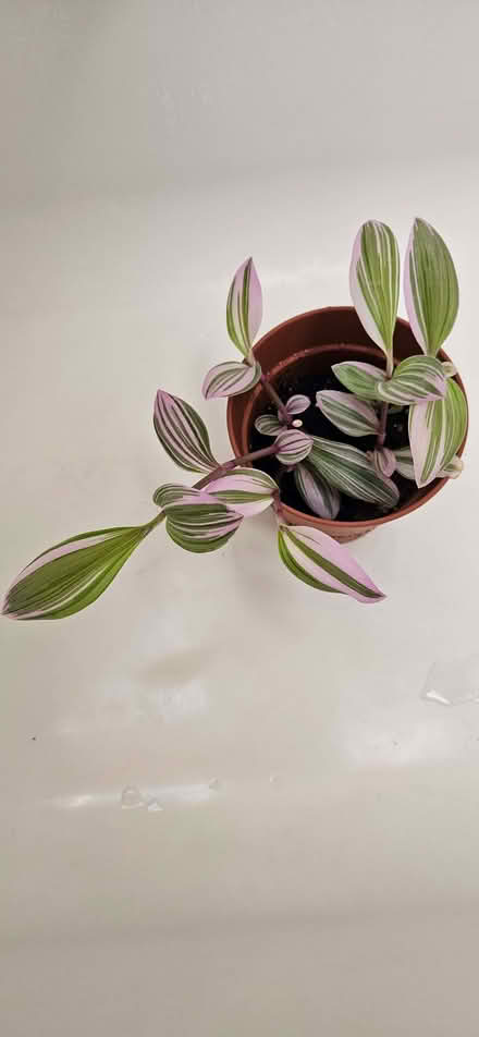 Photo of free Tradescantia Houseplant (CT10) #1