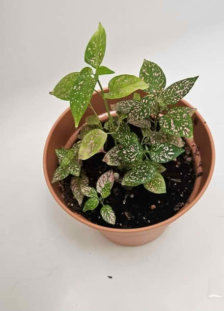 Photo of free Polka Dot/Hypoestes Houseplant (CT10) #1